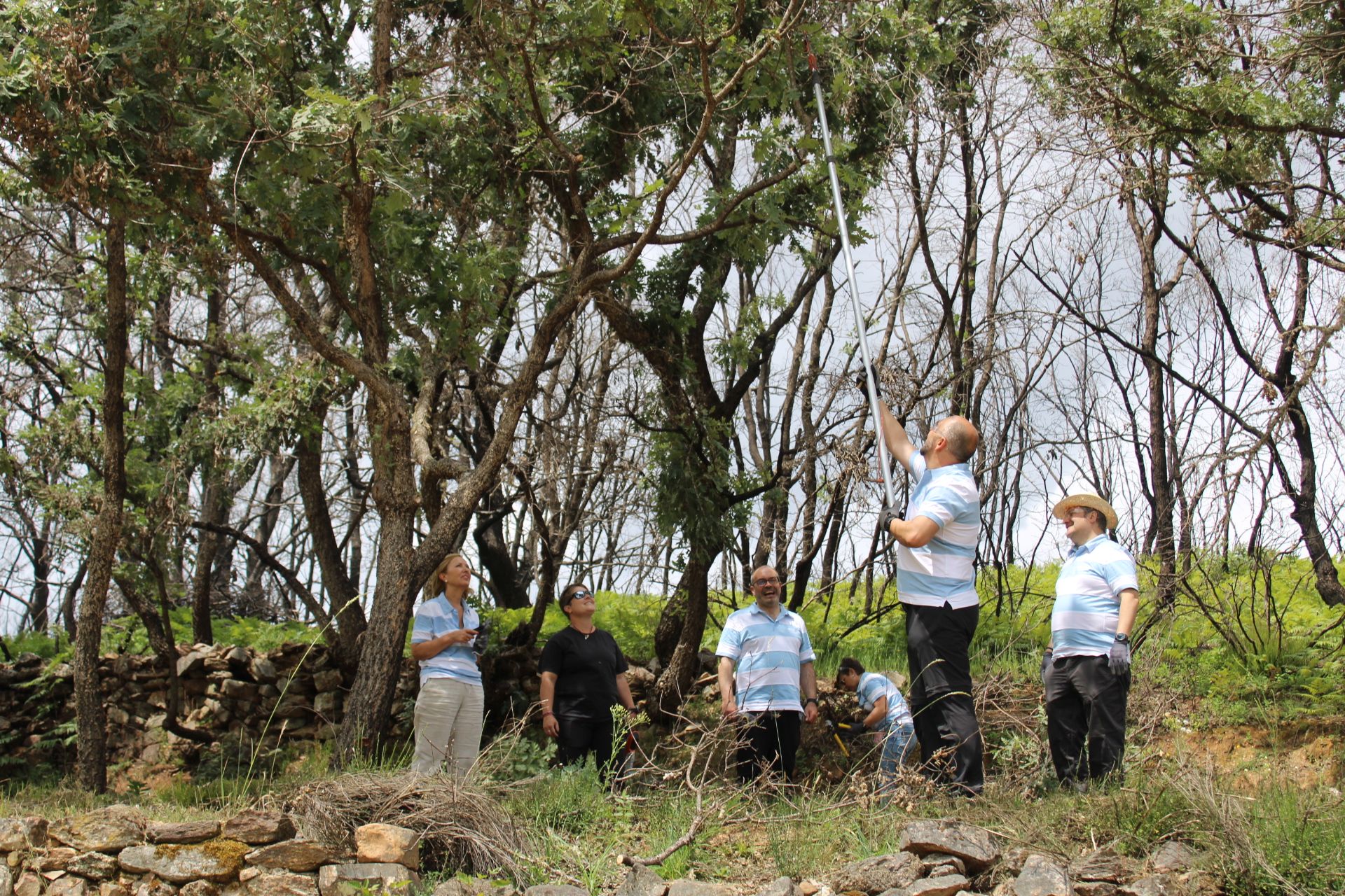 GALERÍA | Proyecto RefoSetas: Verde sobre negro en la Culebra tras el incendio
