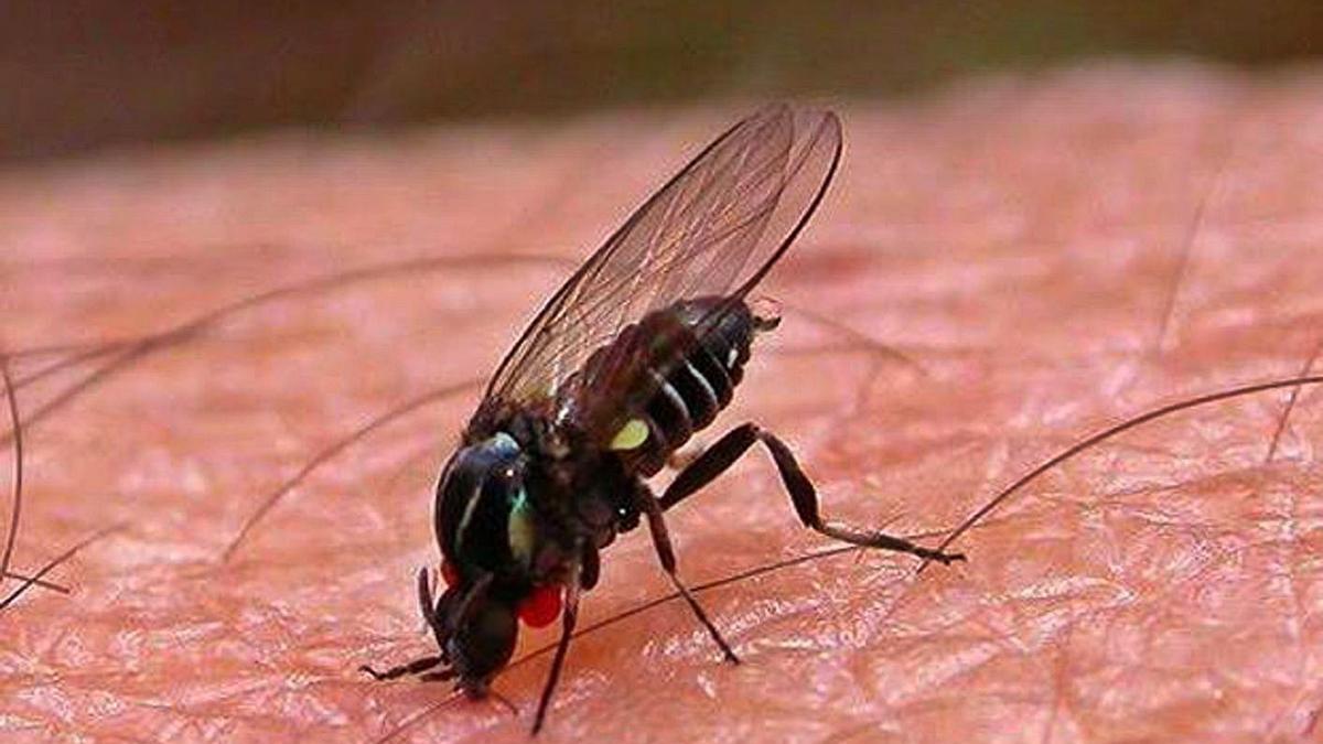 La población de mosca negra podría experimentar un aumento notable por el calor.