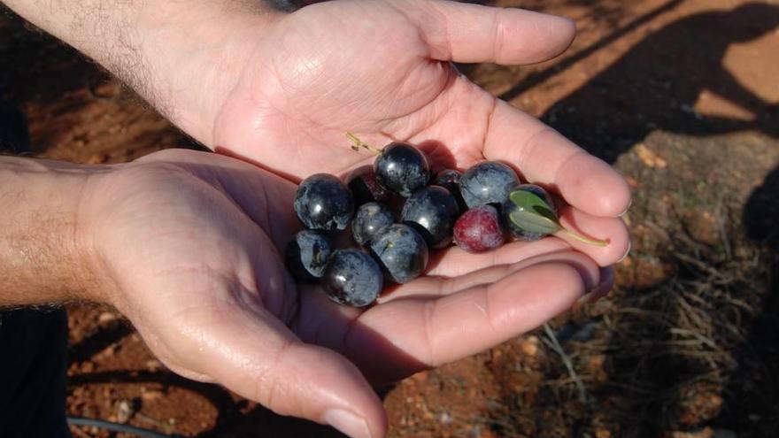 Los científicos buscan la mejor variedad de oliva para Mallorca