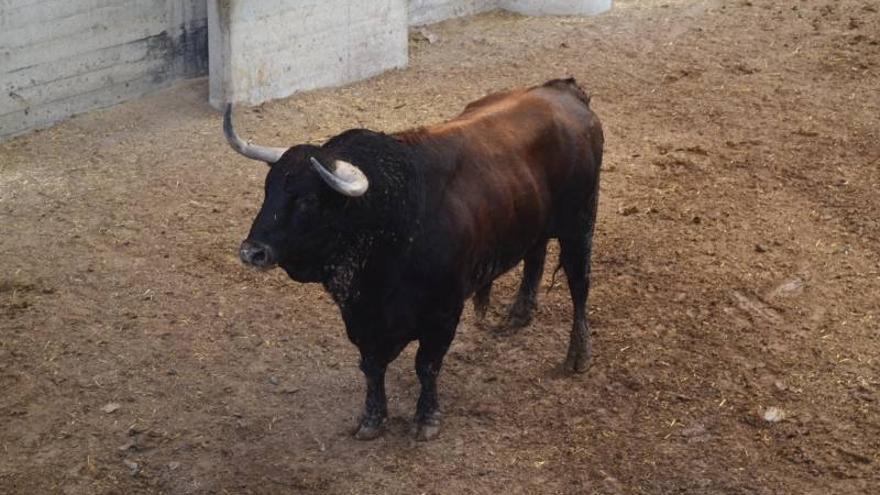 Ferrera, Castaño y Paulita lidian la corrida concurso de ganaderías