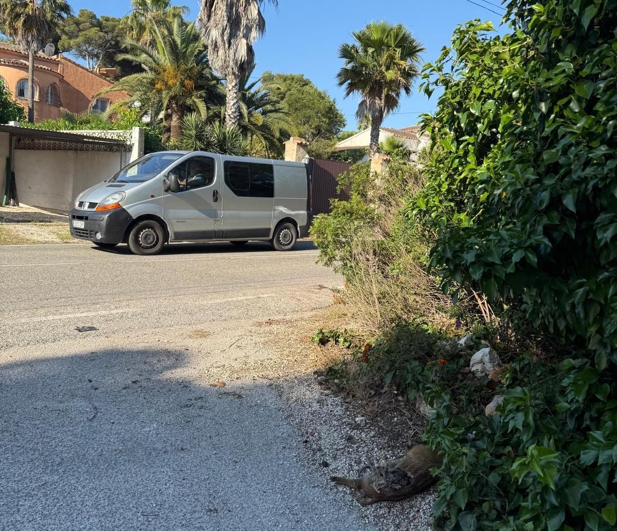 El rayón ha aparecido muerto en la cuneta