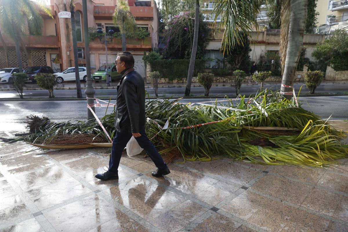 Restos de la palmera, en la avenida Palma de Mallorca de Torremolinos