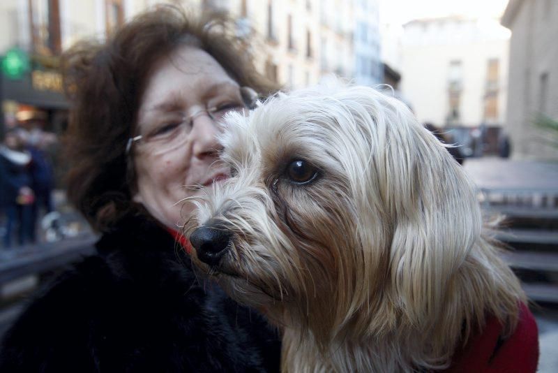 Celebración de San Antón, bendición de los animales