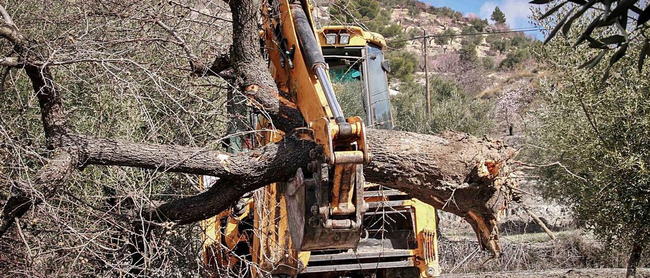 Una excavadora arrancando almendros afectados por la xylella en El Comtat.