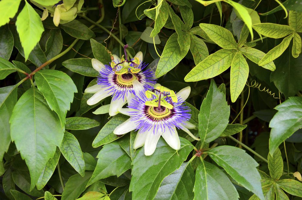 Passionera. Aquesta planta amb una flor de bonic disseny, també anomenada flor de la passió, adorna els jardins i els dona un aspecte molt formós.