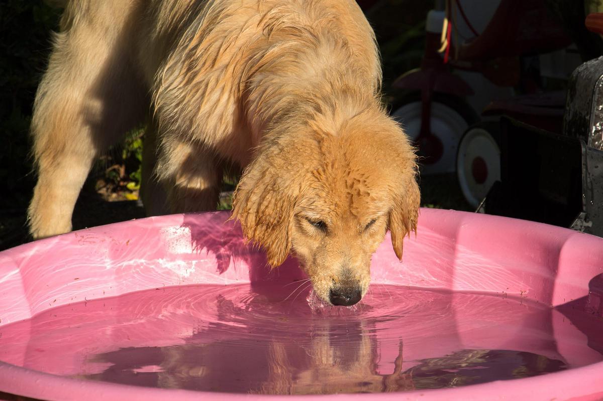 Hay que asegurarse de que los perros están hidratados