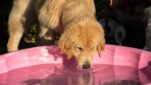 Hay que asegurarse de que los perros están hidratados