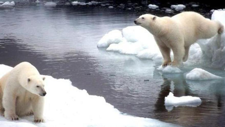 Ossos polars estan perdent el seu hàbitat | GREENPEACE