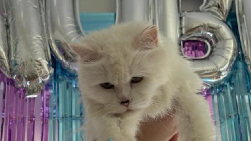 Nube, la gata de angora que va para centenaria