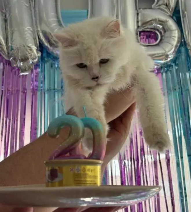 Nube, la gata de angora que va para centenaria