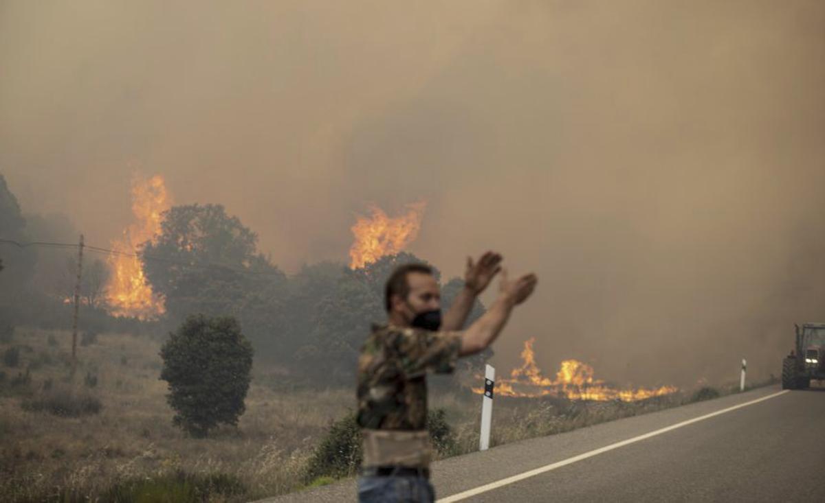 "Urge una política forestal a 20 años" | ARCHIVO