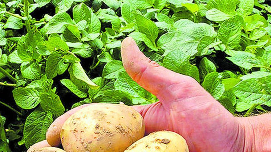 Més de 25 anys de cultiu de la  patata ecològica