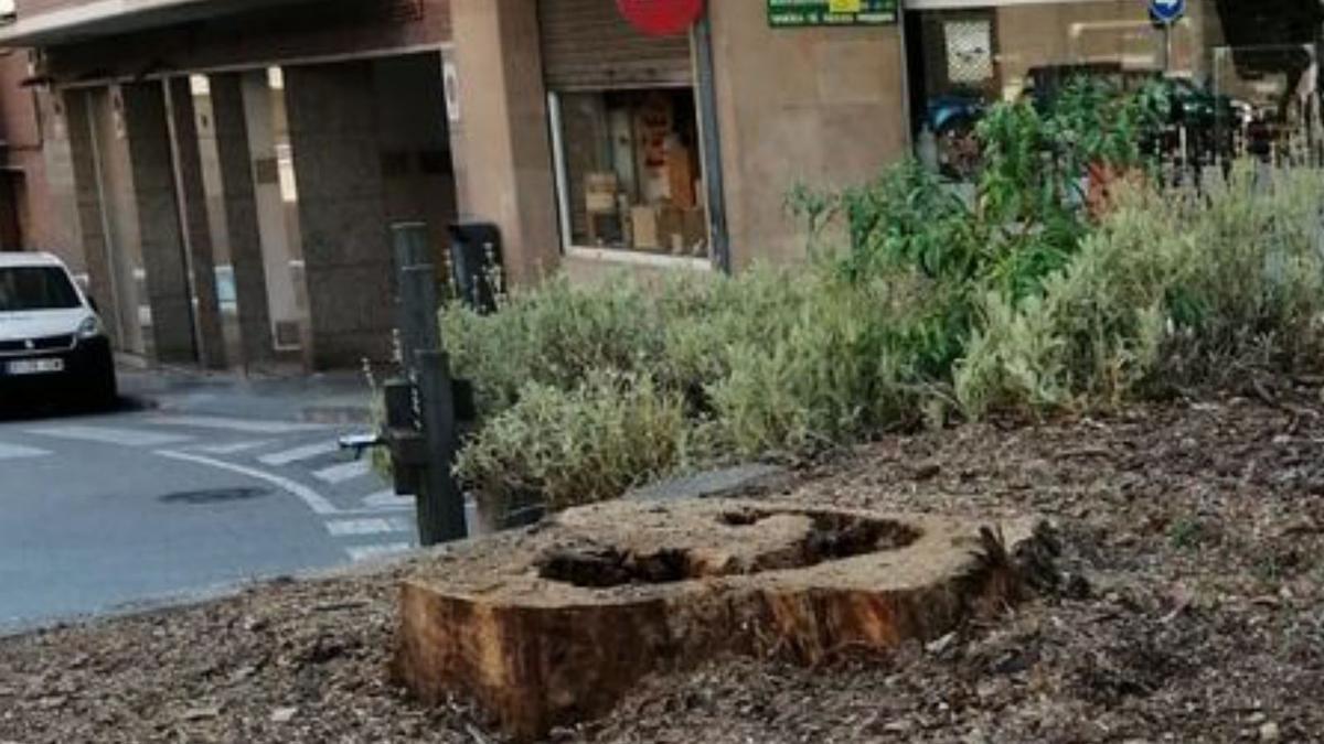 L’arbre protegit de la plaça de l’Excursionisme passa a la història | VÍCTOR FELIU