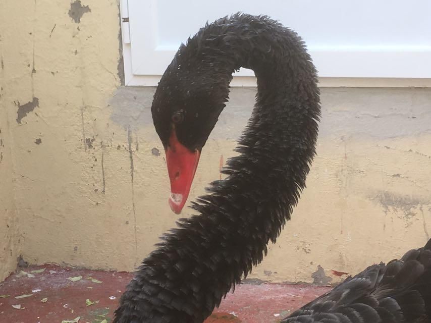 El cisne de Melenara, en el Centro del Cabildo