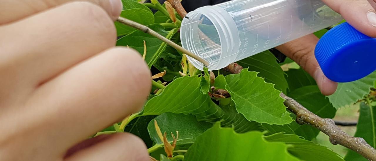 Una suelta de insectos en un castaño.