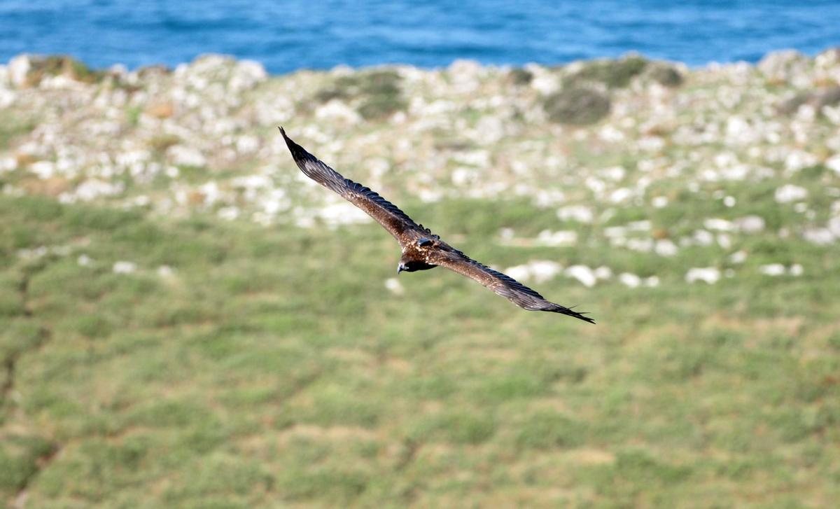 Pigargo europeo con su emisor GPS visible vuela en la costa oriental de Asturias.