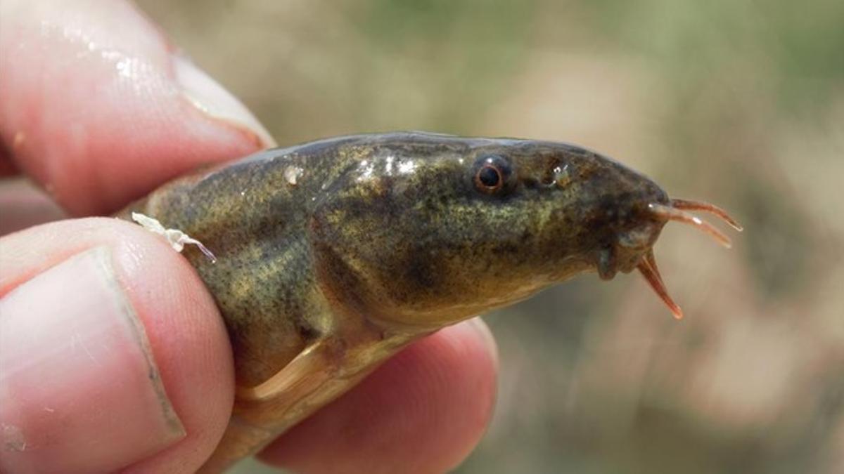 Ejemplar de misgurno detectado en la Albufera de Valencia