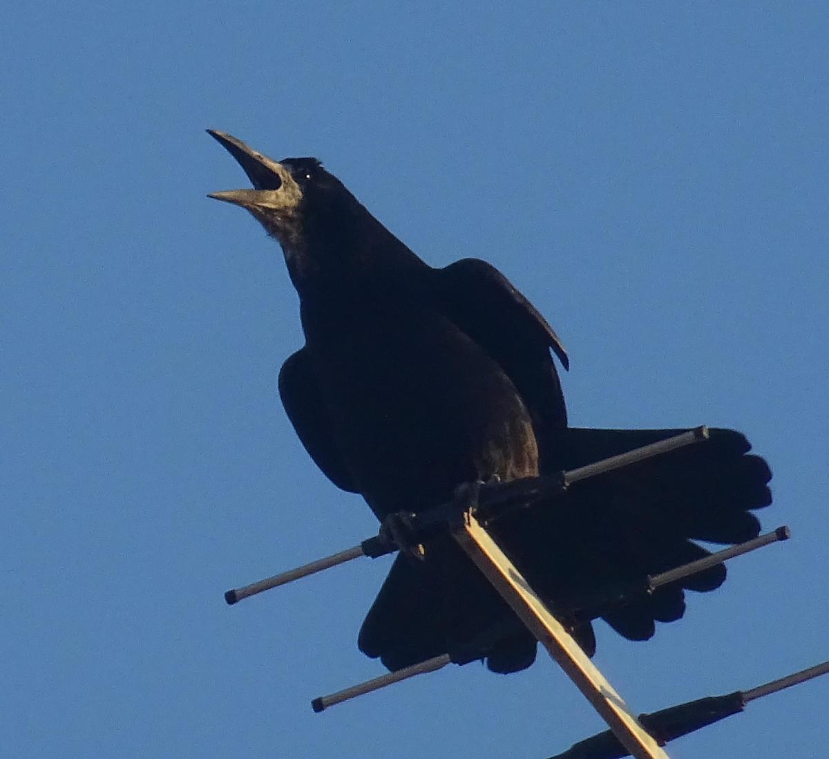 Una graula mostrant la seva expressivitat enfilada en una antena