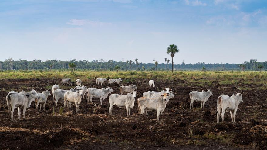 Tres mataderos brasileños deforestan en 14 años medio millón de hectáreas de la Amazonía