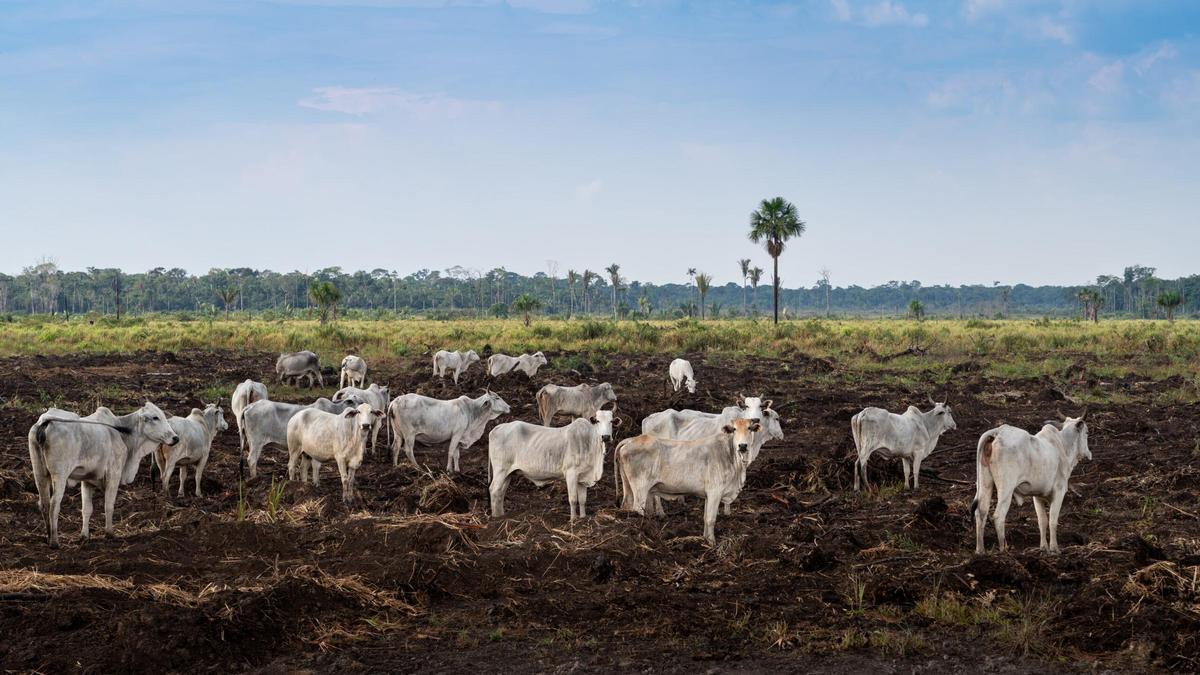 Explotación ganadera en la Amazonía