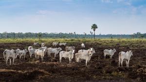 Explotación ganadera en la Amazonía