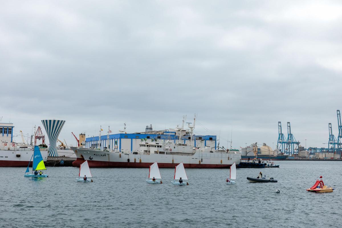 Investigadores de la ULPGC alertan en el Puerto de Las Palmas de la ...