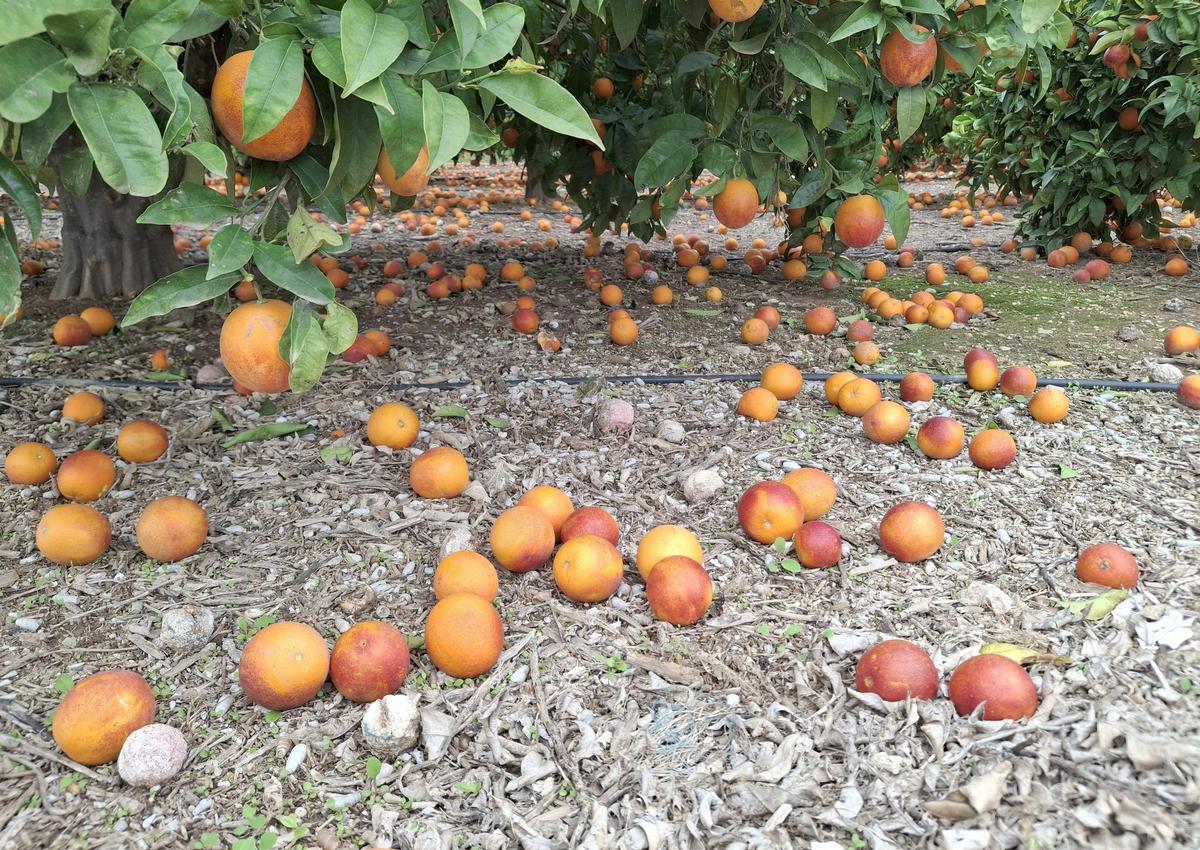 La variedad es excelente pero no termina de recuperar mercado