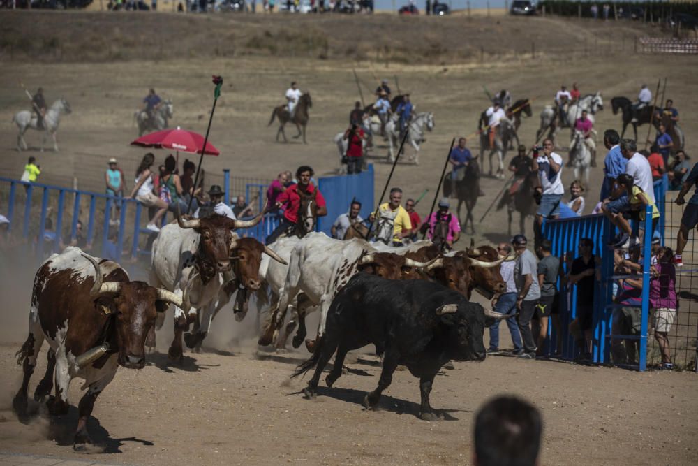 Fiestas en la provincia | Encierro en Fuentelapeña