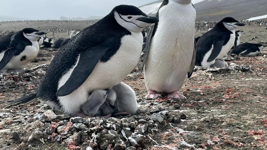 El Oceanogràfic estudia en la Antártida el cambio climático en los pingüinos