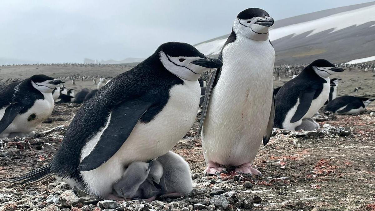 Pingüinos como objeto estudio en la Antártida