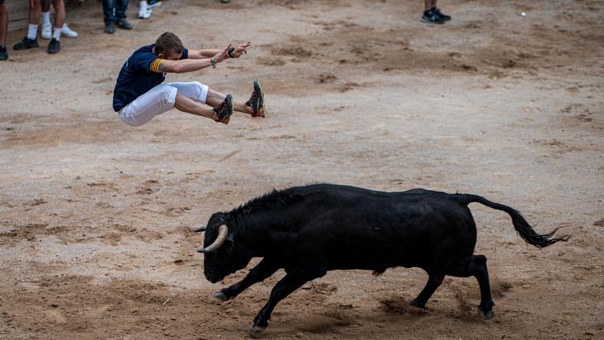 Les penyes animen l’últim Corre de bou de Cardona amb exhibicions i la plaça ben plena