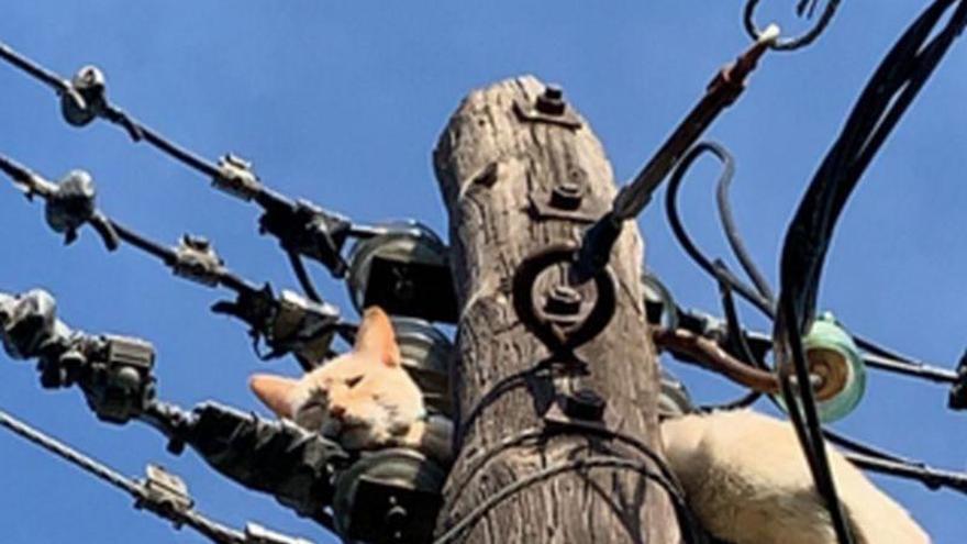 Final feliz para un gato atrapado en un tendido eléctrico de Santa Isabel