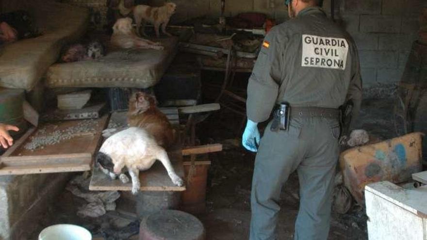 Momento del hallazgo de los perros. // Guardia Civil