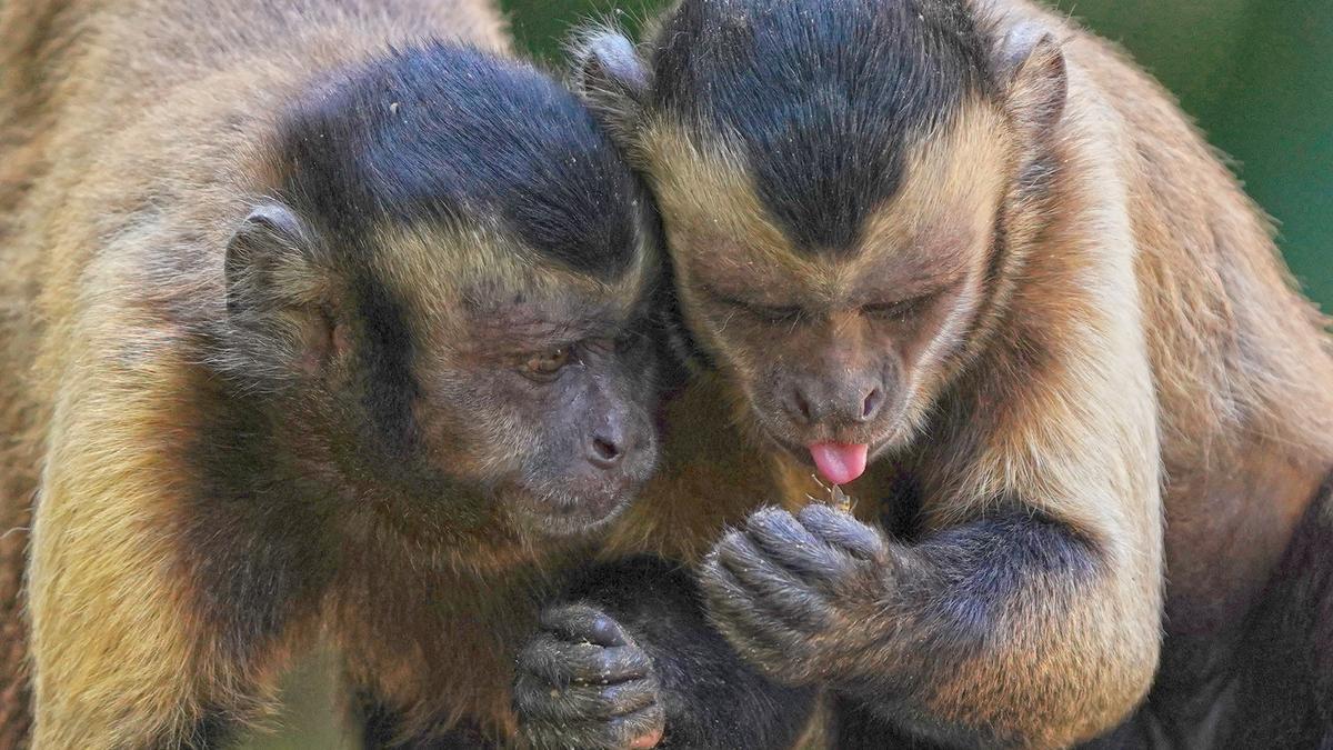 Los monos capuchinos son muy sociables 