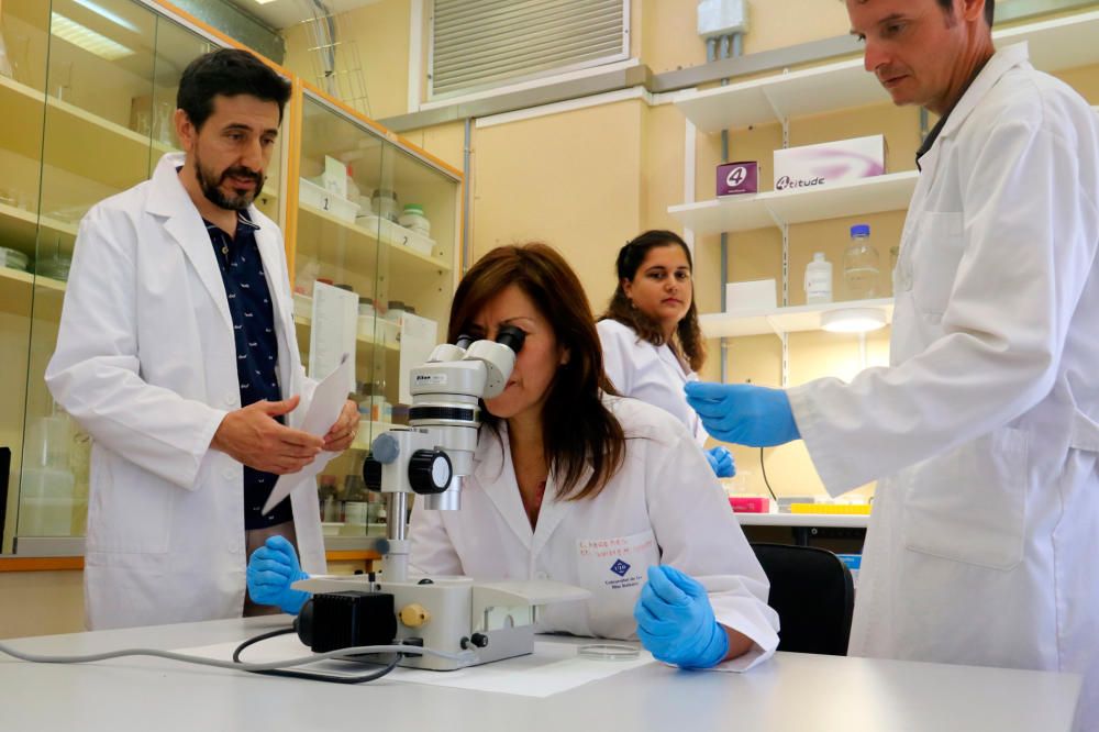 Detectan por primera vez en Mallorca un gusano capaz de causar meningitis