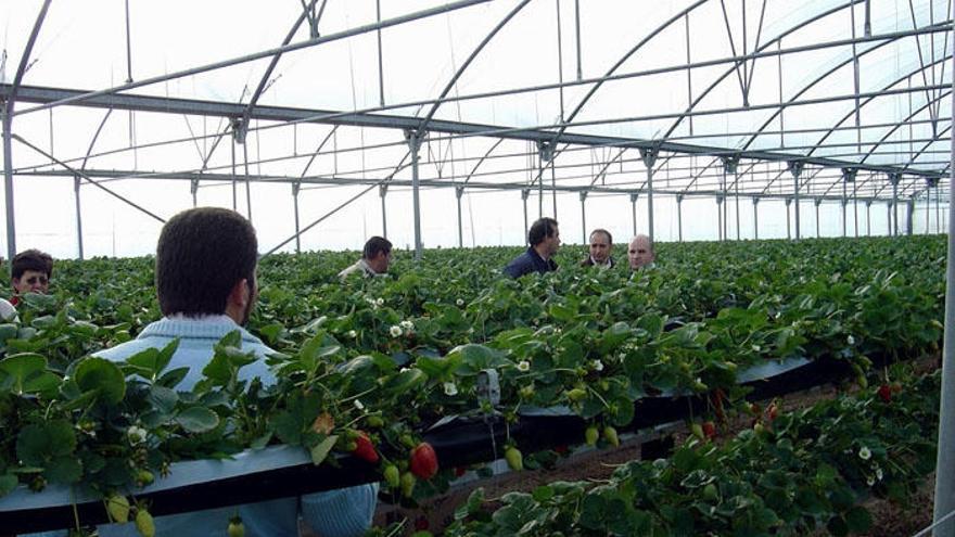 Una de las plantaciones de fresas con carácter experimental.