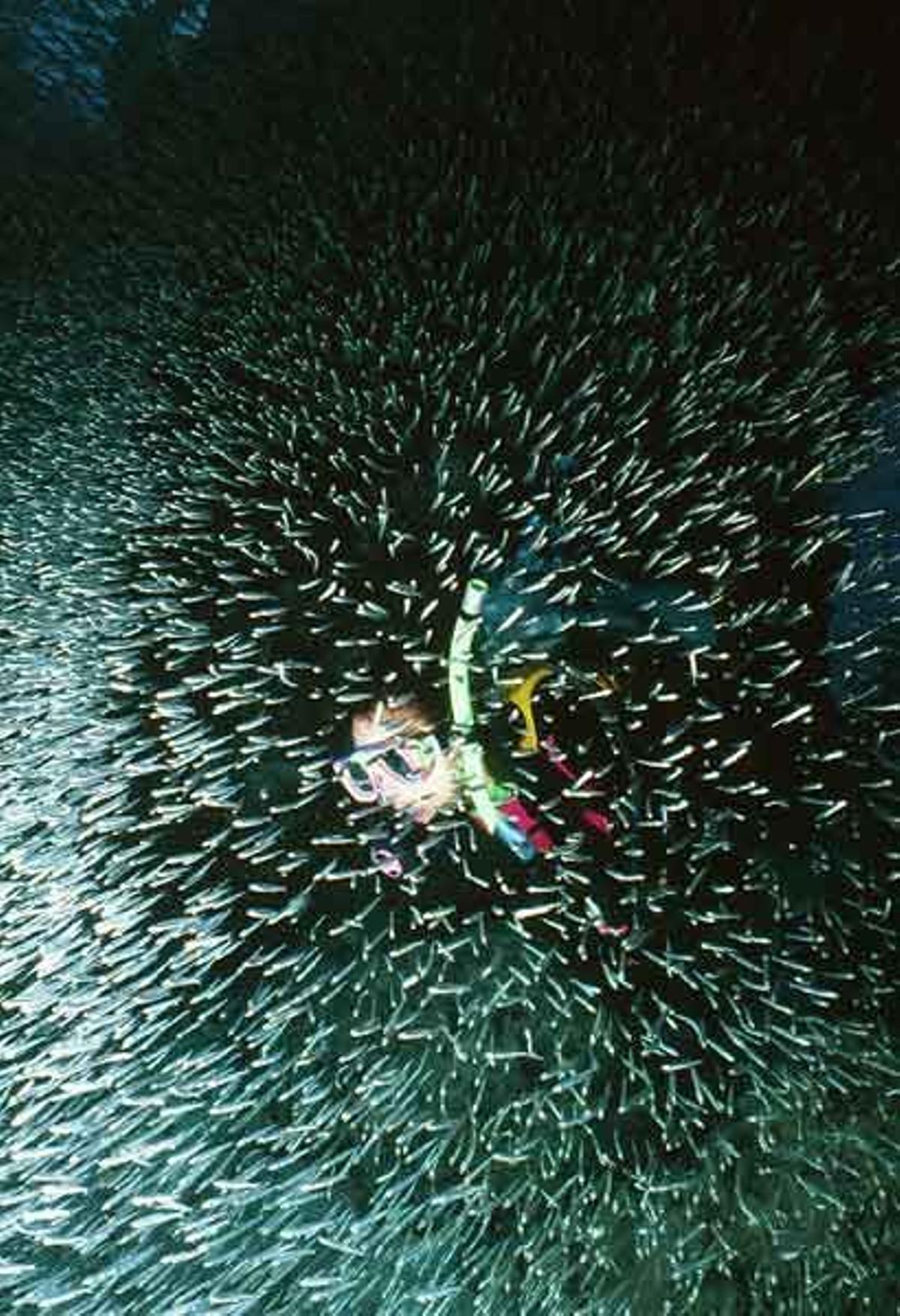 Nadando a través de un banco de piscardos (Phoxinus phoxinus) en los fondos marinos de la isla de Pequeño Caimán, Islas Caimán.