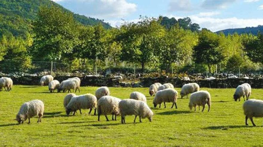 El estado de alarma perjudica las ventas del queso ecológico de Allariz, del espacio O Rexo