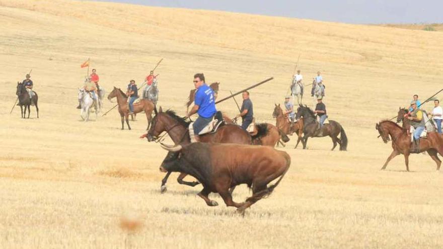 Un encierro de campo celebrado en El Pego en una pasada edición de las fiestas.