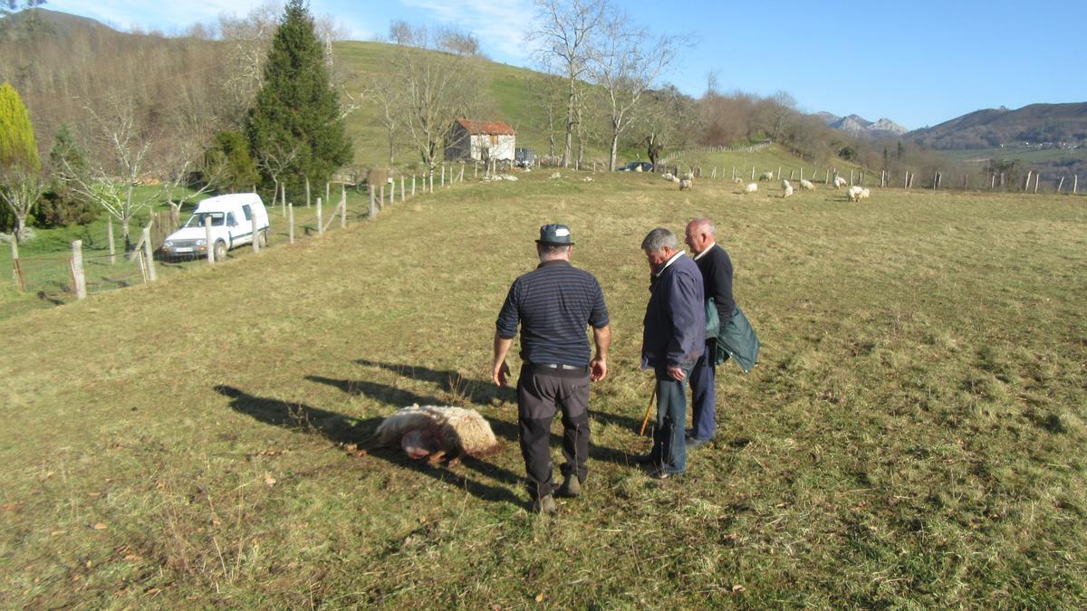 Tres ganaderos observan una oveja muerta por el lobo en Nieda (Cangas de Onís)