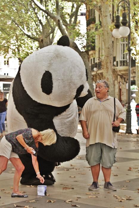 Unternehmen Pandabär auf Mallorca