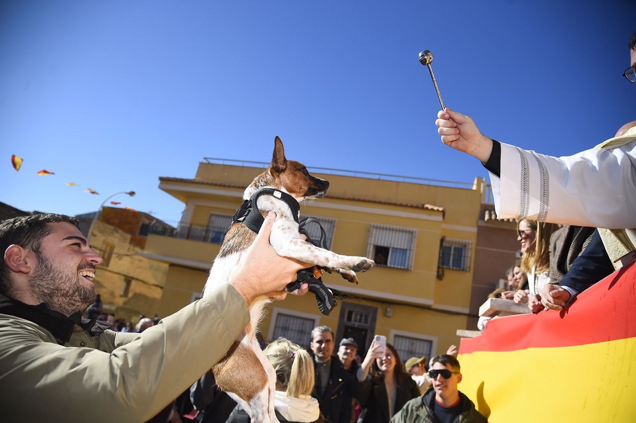 Bendición de animales por San Antón en Cartagena