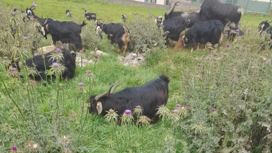 Así funcionan las 'cabras bombero' de Tenerife: un proyecto piloto para prevenir incendios