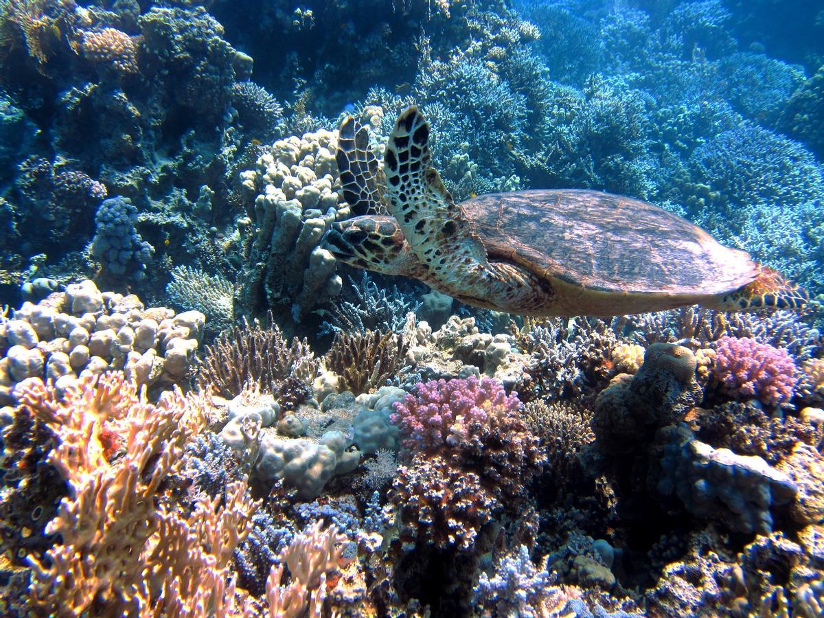 Una tortuga nada entre corales.