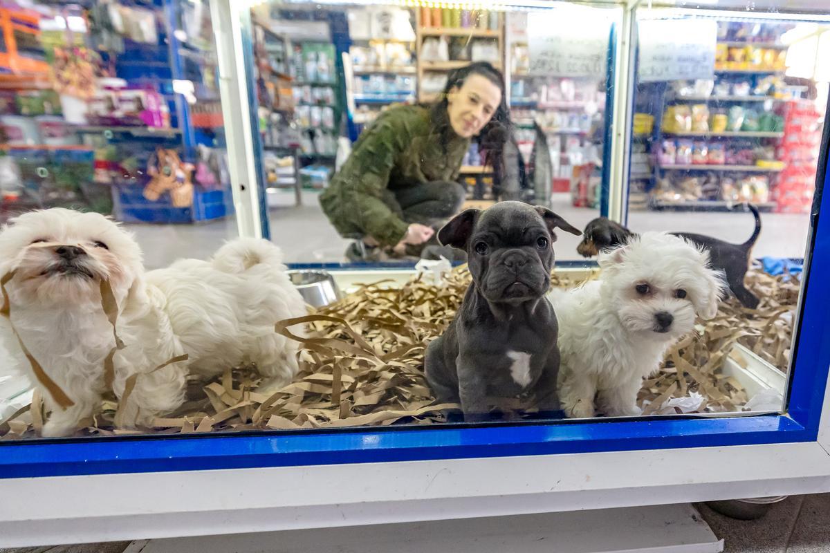 Cachorros en una tienda de Benidorm.