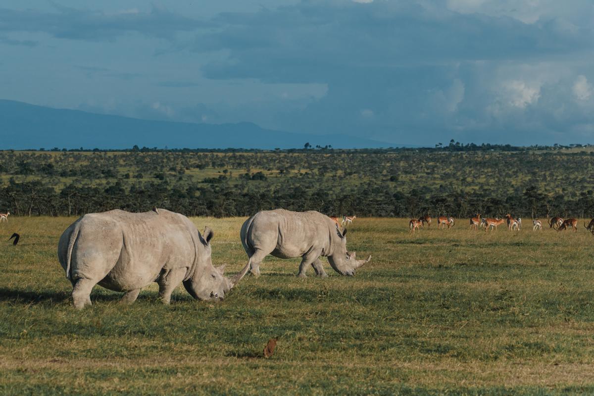 Una pareja de rinocerontes en la reserva de Ol Pejeta, Kenia