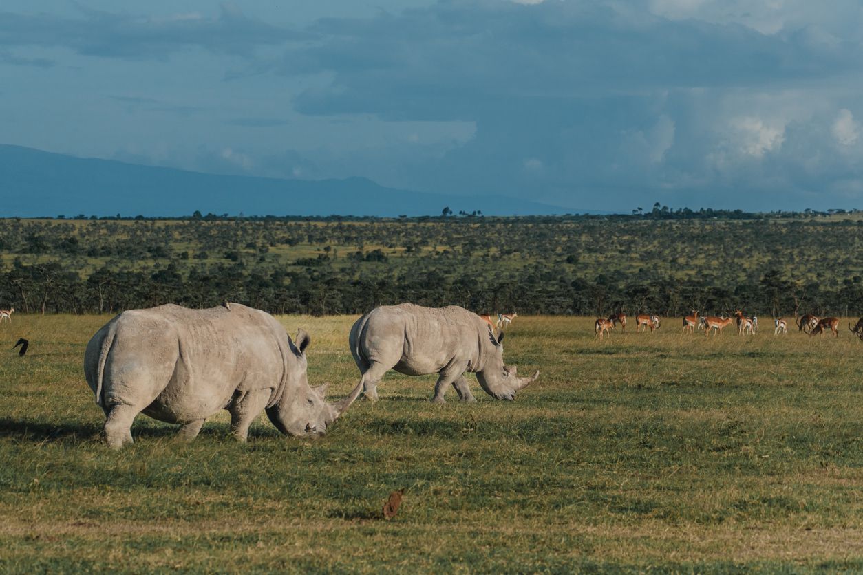Una pareja de rinocerontes en la reserva de Ol Pejeta, Kenia
