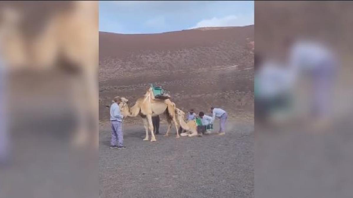 Denuncian cómo maltratan a una cría de camello para adiestrarla en Lanzarote