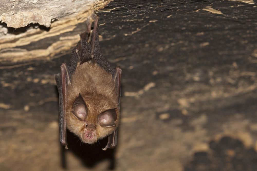 Rhinolophus hipposideros