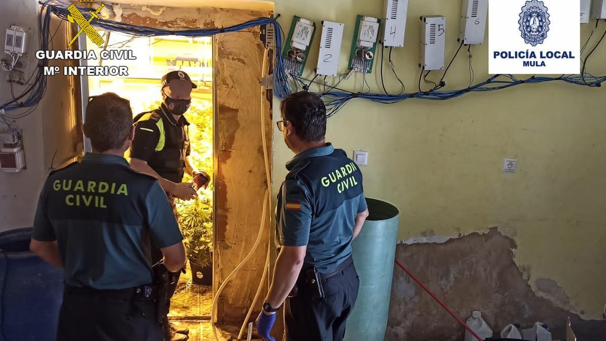 Los agentes inspeccionan una de las plantaciones